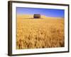 Old Barn in Wheat Field, Eastern Washington-Darrell Gulin-Framed Photographic Print