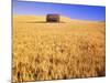 Old Barn in Wheat Field, Eastern Washington-Darrell Gulin-Mounted Photographic Print