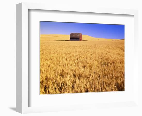 Old Barn in Wheat Field, Eastern Washington-Darrell Gulin-Framed Photographic Print