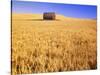 Old Barn in Wheat Field, Eastern Washington-Darrell Gulin-Stretched Canvas