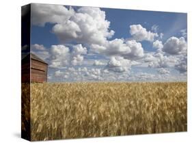 Old Barn in Wheat Field-Benjamin Rondel-Stretched Canvas