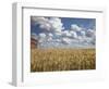 Old Barn in Wheat Field-Benjamin Rondel-Framed Photographic Print