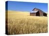 Old Barn in Wheatfield near Harvest Time, Whitman County, Washington, USA-Julie Eggers-Stretched Canvas