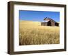 Old Barn in Wheatfield near Harvest Time, Whitman County, Washington, USA-Julie Eggers-Framed Photographic Print