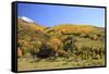 Old Barn near Telluride, Colorado-Donyanedomam-Framed Stretched Canvas