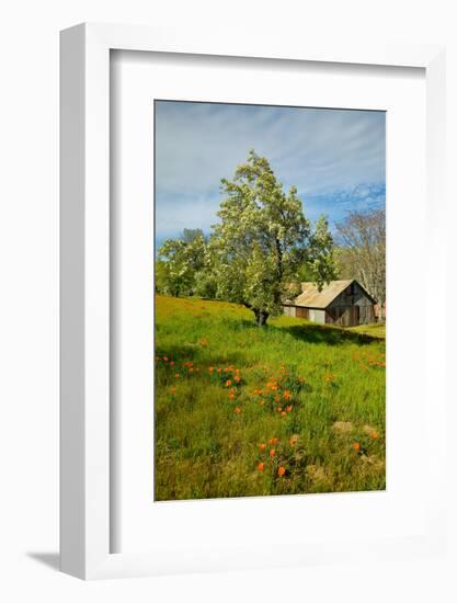 Old barn next to a colorful bouquet of spring flowers and California Poppies near Lake Hughes, CA-null-Framed Photographic Print