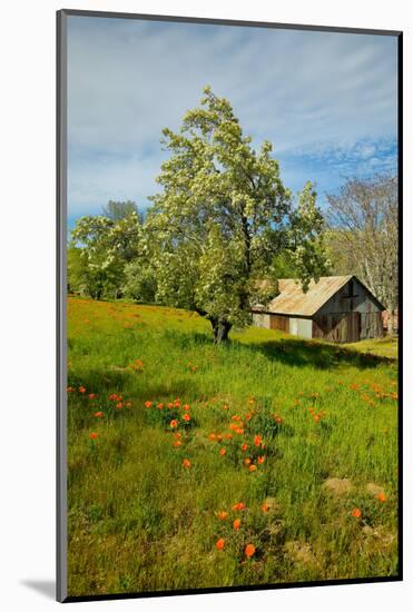 Old barn next to a colorful bouquet of spring flowers and California Poppies near Lake Hughes, CA-null-Mounted Photographic Print