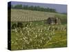 Old Barn Next to Blooming Cherry Orchard and Field of Dandelions, Leelanau County, Michigan, USA-Mark Carlson-Stretched Canvas