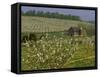 Old Barn Next to Blooming Cherry Orchard and Field of Dandelions, Leelanau County, Michigan, USA-Mark Carlson-Framed Stretched Canvas