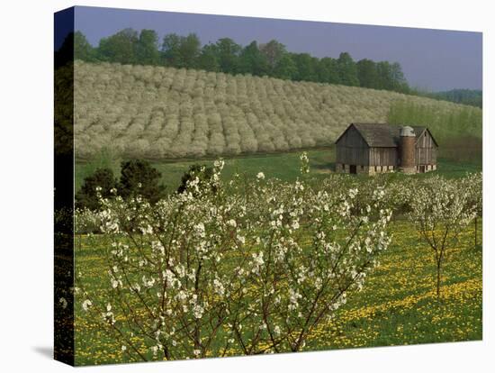 Old Barn Next to Blooming Cherry Orchard and Field of Dandelions, Leelanau County, Michigan, USA-Mark Carlson-Stretched Canvas