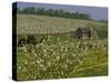 Old Barn Next to Blooming Cherry Orchard and Field of Dandelions, Leelanau County, Michigan, USA-Mark Carlson-Stretched Canvas