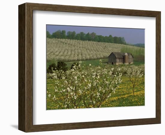 Old Barn Next to Blooming Cherry Orchard and Field of Dandelions, Leelanau County, Michigan, USA-Mark Carlson-Framed Photographic Print