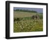 Old Barn Next to Blooming Cherry Orchard and Field of Dandelions, Leelanau County, Michigan, USA-Mark Carlson-Framed Photographic Print