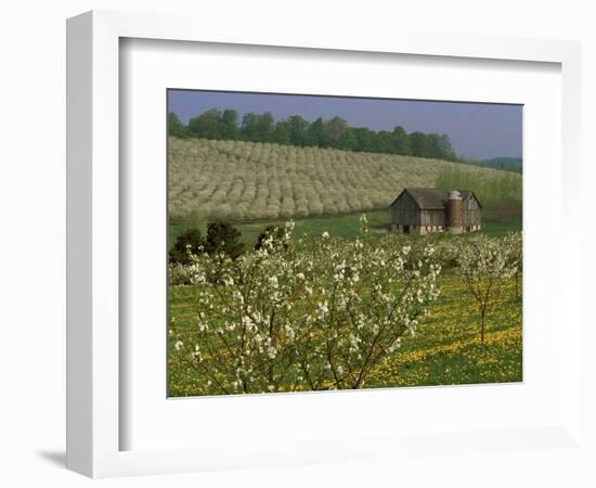 Old Barn Next to Blooming Cherry Orchard and Field of Dandelions, Leelanau County, Michigan, USA-Mark Carlson-Framed Photographic Print