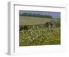 Old Barn Next to Blooming Cherry Orchard and Field of Dandelions, Leelanau County, Michigan, USA-Mark Carlson-Framed Photographic Print