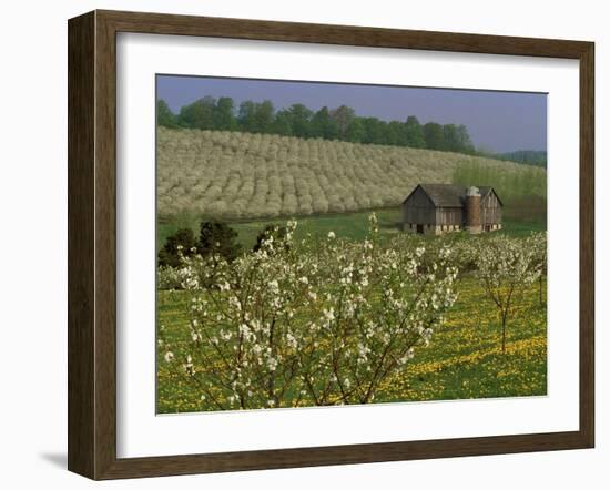 Old Barn Next to Blooming Cherry Orchard and Field of Dandelions, Leelanau County, Michigan, USA-Mark Carlson-Framed Photographic Print