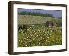 Old Barn Next to Blooming Cherry Orchard and Field of Dandelions, Leelanau County, Michigan, USA-Mark Carlson-Framed Photographic Print