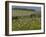 Old Barn Next to Blooming Cherry Orchard and Field of Dandelions, Leelanau County, Michigan, USA-Mark Carlson-Framed Photographic Print