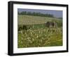 Old Barn Next to Blooming Cherry Orchard and Field of Dandelions, Leelanau County, Michigan, USA-Mark Carlson-Framed Photographic Print