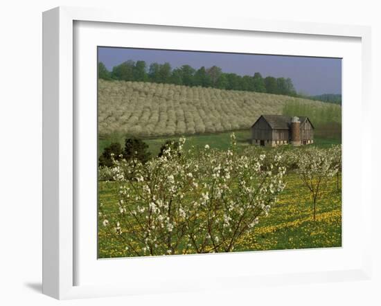 Old Barn Next to Blooming Cherry Orchard and Field of Dandelions, Leelanau County, Michigan, USA-Mark Carlson-Framed Photographic Print