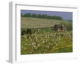 Old Barn Next to Blooming Cherry Orchard and Field of Dandelions, Leelanau County, Michigan, USA-Mark Carlson-Framed Photographic Print