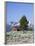 Old Barn, Sawtooth National Recreation Area, Idaho, USA-Jamie & Judy Wild-Framed Photographic Print