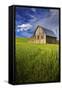 Old Barn Surrounded by Spring Wheat Field, Pr-Terry Eggers-Framed Stretched Canvas