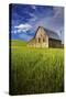 Old Barn Surrounded by Spring Wheat Field, Pr-Terry Eggers-Stretched Canvas