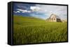 Old Barn Surrounded by Spring Wheat Field, Pr-Terry Eggers-Framed Stretched Canvas