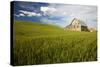 Old Barn Surrounded by Spring Wheat Field, Pr-Terry Eggers-Stretched Canvas