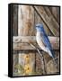 Old Barn Watcher-Trevor V. Swanson-Framed Stretched Canvas