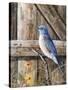 Old Barn Watcher-Trevor V. Swanson-Stretched Canvas