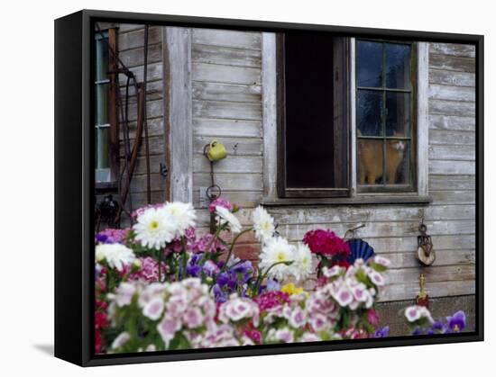 Old Barn with Cat in the Window, Whitman County, Washington, USA-Julie Eggers-Framed Stretched Canvas