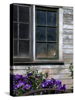 Old Barn with Cat in the Window, Whitman County, Washington, USA-Julie Eggers-Stretched Canvas