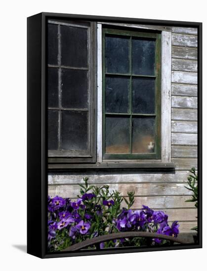 Old Barn with Cat in the Window, Whitman County, Washington, USA-Julie Eggers-Framed Stretched Canvas