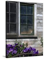 Old Barn with Cat in the Window, Whitman County, Washington, USA-Julie Eggers-Stretched Canvas