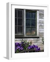 Old Barn with Cat in the Window, Whitman County, Washington, USA-Julie Eggers-Framed Photographic Print