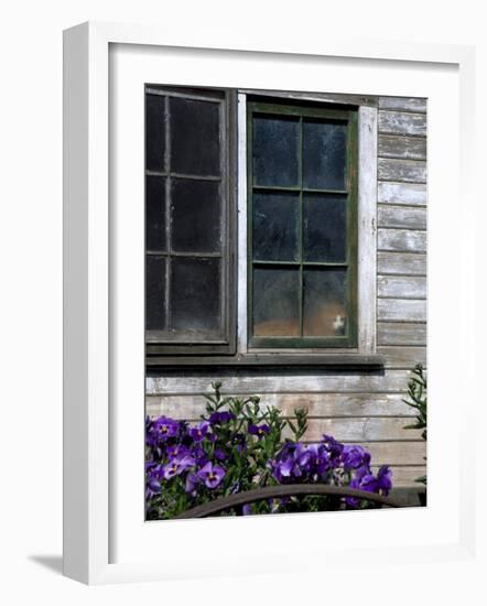 Old Barn with Cat in the Window, Whitman County, Washington, USA-Julie Eggers-Framed Photographic Print