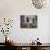 Old Barn with Cat in the Window, Whitman County, Washington, USA-Julie Eggers-Photographic Print displayed on a wall