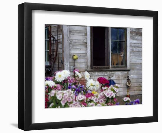 Old Barn with Cat in the Window, Whitman County, Washington, USA-Julie Eggers-Framed Photographic Print