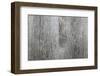 Old Barn Wood Background-elenathewise-Framed Photographic Print