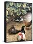 Old Barnyard Chickens-Kevin Dodds-Framed Stretched Canvas