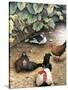 Old Barnyard Chickens-Kevin Dodds-Stretched Canvas