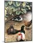 Old Barnyard Chickens-Kevin Dodds-Mounted Giclee Print