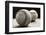 Old Baseballs-Edward M. Fielding-Framed Photographic Print