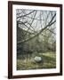Old Bathtub as a watering place for cattle, orchard in spring-Axel Killian-Framed Photographic Print