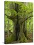 Old beech in the spring, Urwald Sababurg, Reinhardswald, Hessia, Germany-Michael Jaeschke-Stretched Canvas