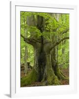 Old beech in the spring, Urwald Sababurg, Reinhardswald, Hessia, Germany-Michael Jaeschke-Framed Photographic Print