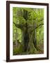 Old beech in the spring, Urwald Sababurg, Reinhardswald, Hessia, Germany-Michael Jaeschke-Framed Photographic Print