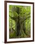 Old beech in the spring, Urwald Sababurg, Reinhardswald, Hessia, Germany-Michael Jaeschke-Framed Photographic Print